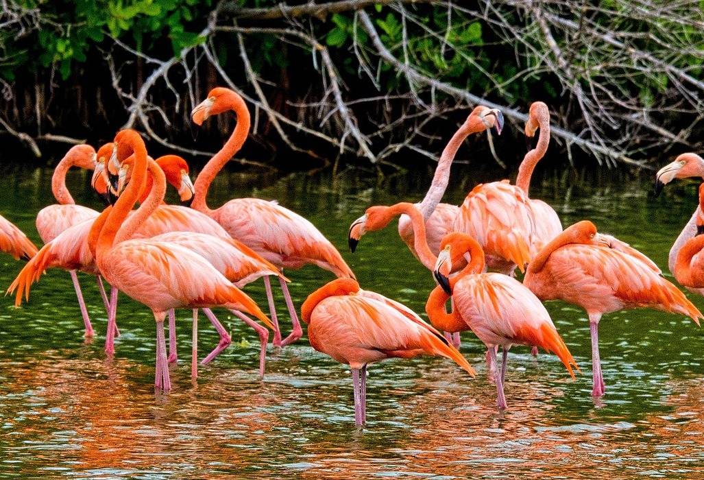 flamingos