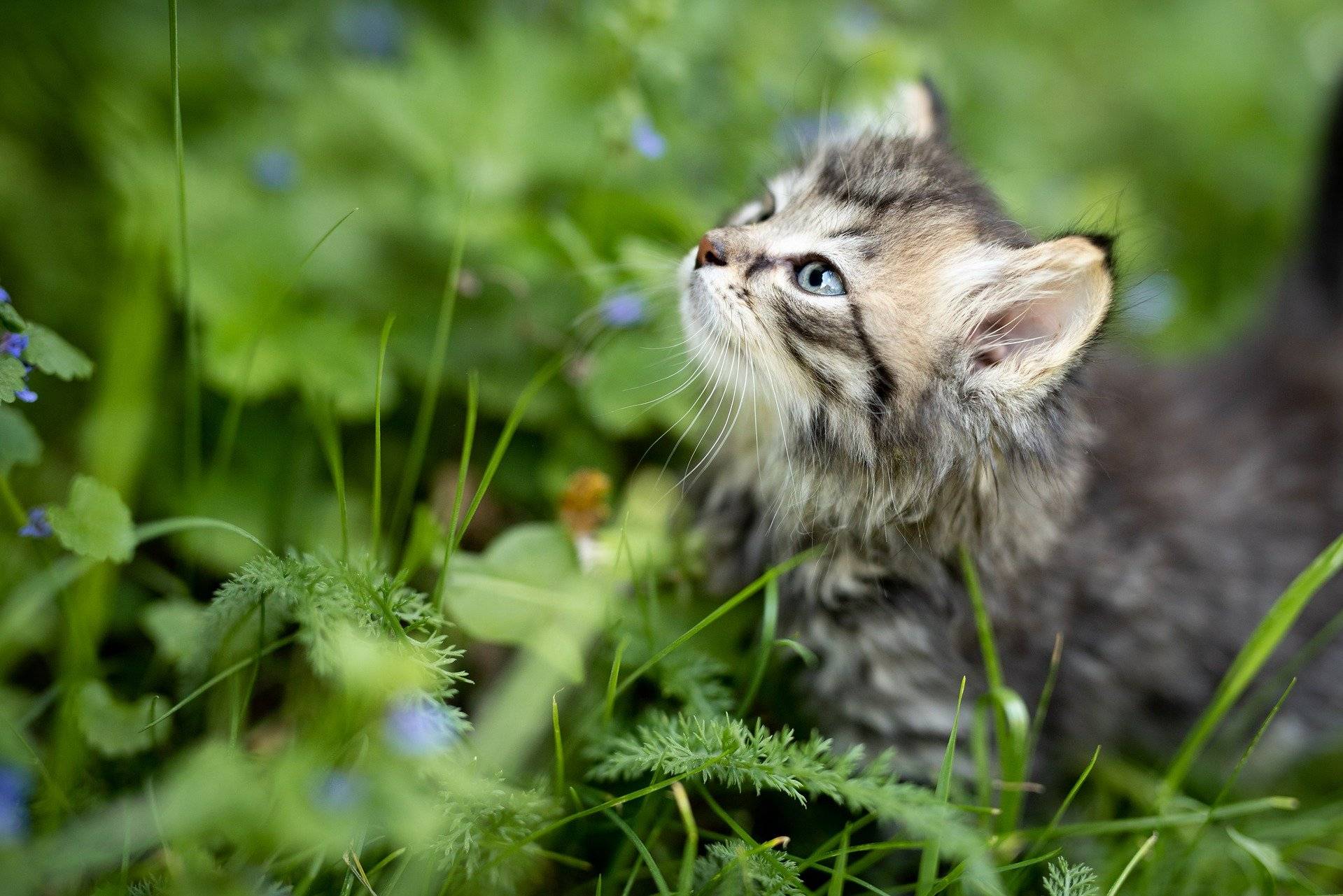 katze-im-garten