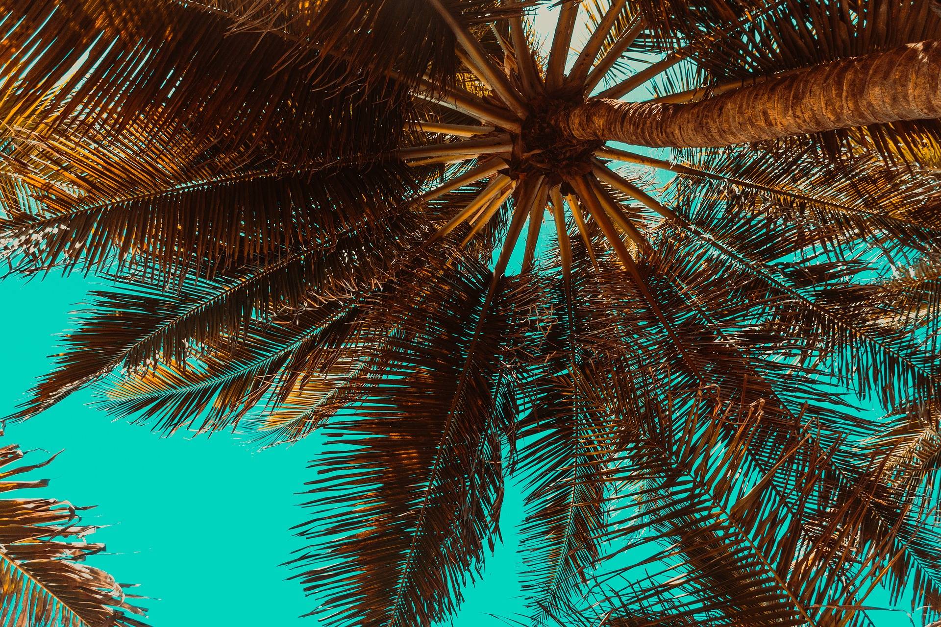 palmen