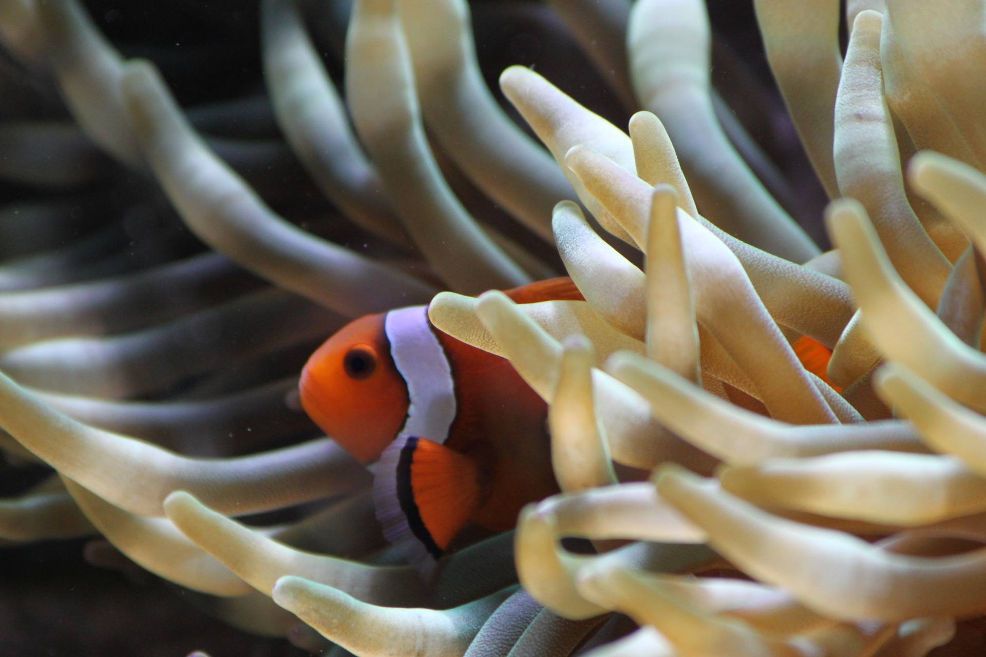 clown-fisch