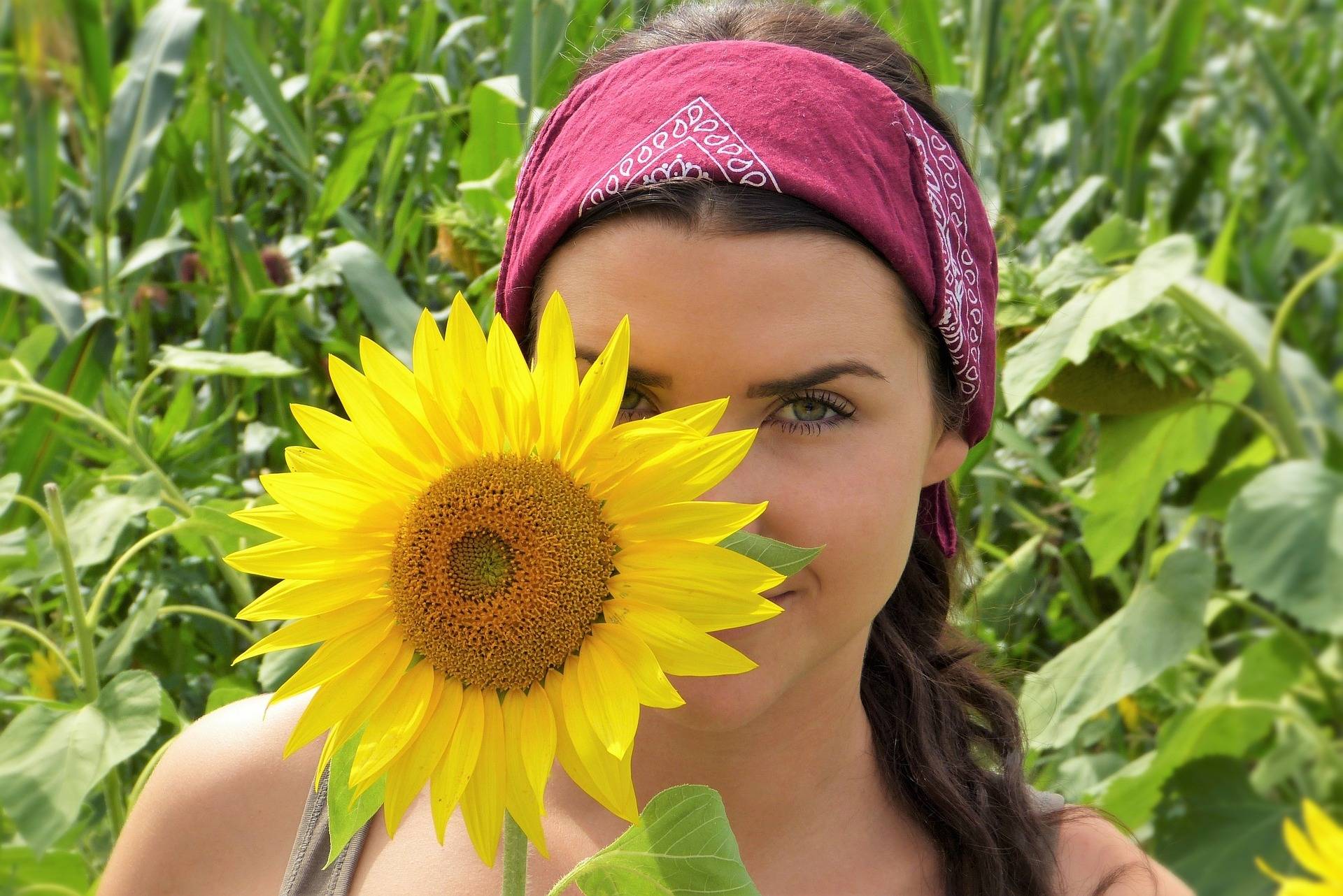 sonnenblume