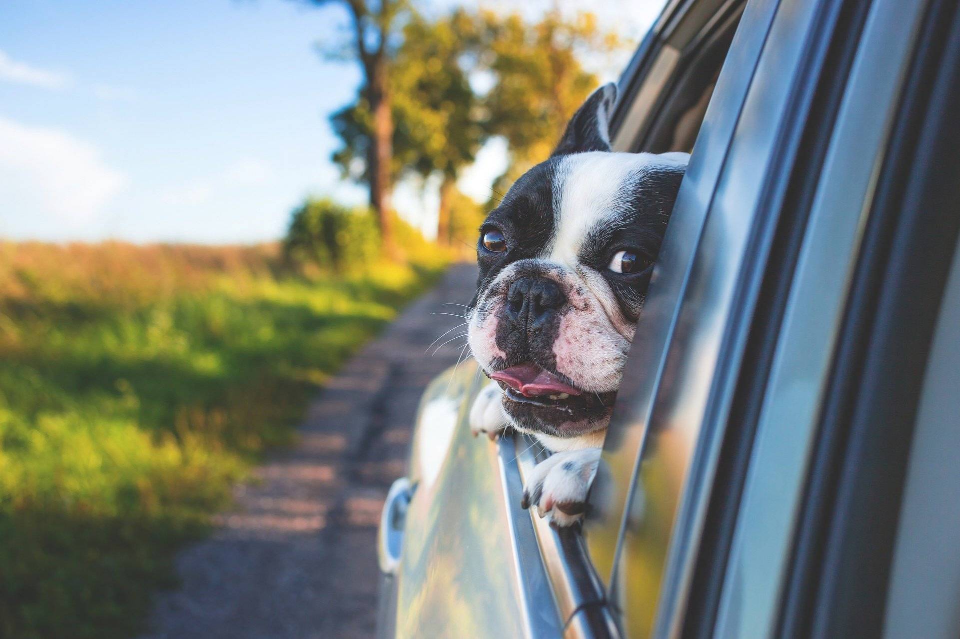 hund-im-auto