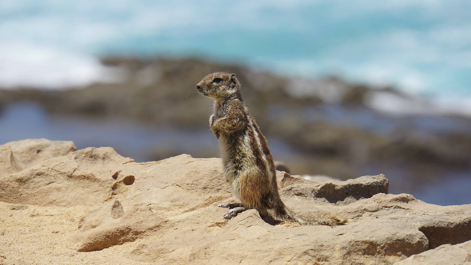 original pixabay fuerteventura 2