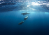 original pixabay tauchen 1