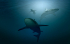 original pixabay tauchen 3
