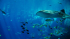 original pixabay tauchen 9