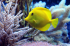 original pixabay tauchen 7