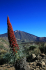 original pixabay teneriffa 46