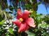 original pixabay teneriffa 50